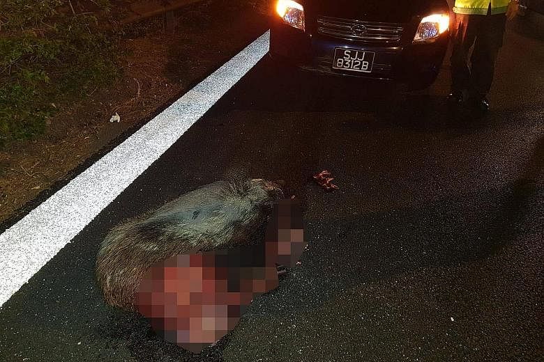 Photos circulating on social media show the aftermath of an accident on the Bukit Timah Expressway near the Mandai Road exit on Thursday night. The Straits Times understands that the wild boar was struck by two cars travelling in the rightmost lane o