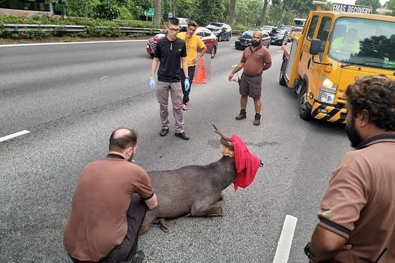 Photos circulating on social media show the aftermath of an accident on the Bukit Timah Expressway near the Mandai Road exit on Thursday night. The Straits Times understands that the wild boar was struck by two cars travelling in the rightmost lane o