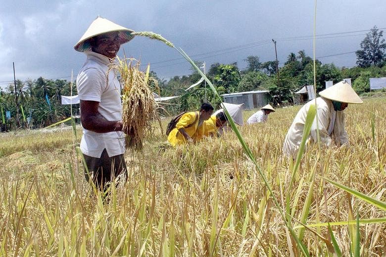 Farmers harvesting rice in Tarus village, Kupang, East Nusa Tenggara province. Many residents in the province - Indonesia's third-poorest - hope a new government will alleviate poverty and spur economic growth in the territory.