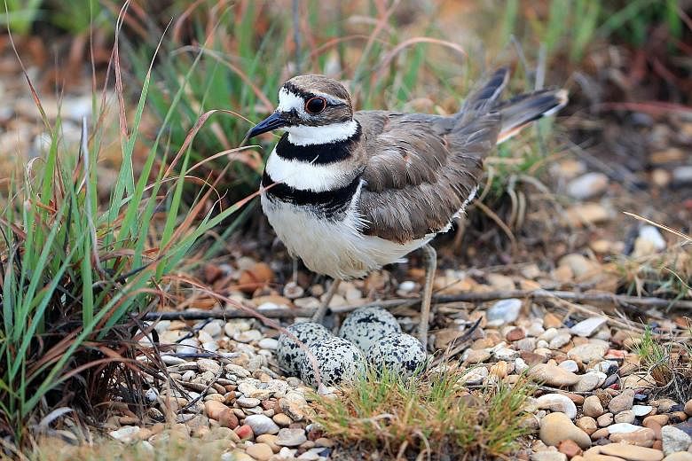 A killdeer (a bird that looks like this, left) laid four eggs in an Ottawa park where the main stage for an annual music festival, Bluesfest, is to stand, bringing preparations to an abrupt halt.