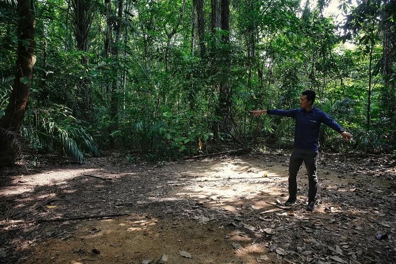 A Land Transport Authority engineer showing the approximate location of a borehole during a site visit to the Central Catchment Nature Reserve earlier this month, after completion of investigation works for the Cross Island Line train tunnel.