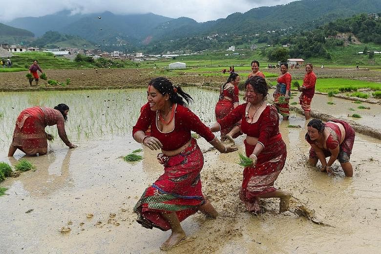 Nepali farmers splashing mud on one another in a rice field during National Paddy Day in Lele village on the outskirts of Kathmandu yesterday. Farmers in Nepal celebrate National Paddy Day as the annual rice-planting season begins.