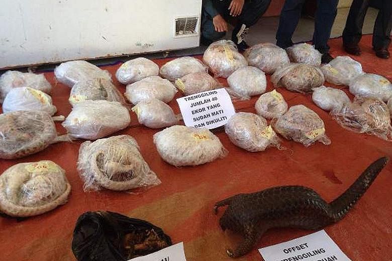 Pangolin scales are sought after in the illegal wildlife trade, for traditional medicine. Pangolins and pangolin meat seized on Oct 26, 2016, in Pontianak, West Kalimantan, in Indonesia. The seizure contained 40 skinless pangolins, one live pangolin 