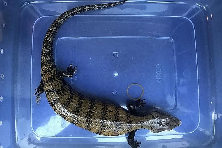 A blue-tongued skink (top) seized by AVA in May. Acting on a tip-off, inspectors also rescued a ball python in a tank (above and right) from a HDB flat on Friday.