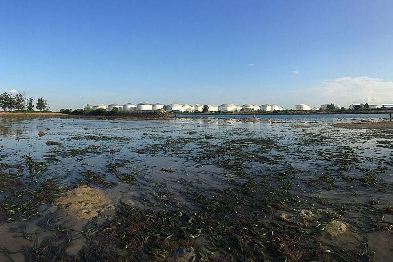 Although seagrass covers less than 0.2 per cent of the world's oceans, these meadows of marine flowering plants - such as the one at Pulau Hantu (above) - provide nursing and foraging grounds for invertebrates and fish that support fisheries around t
