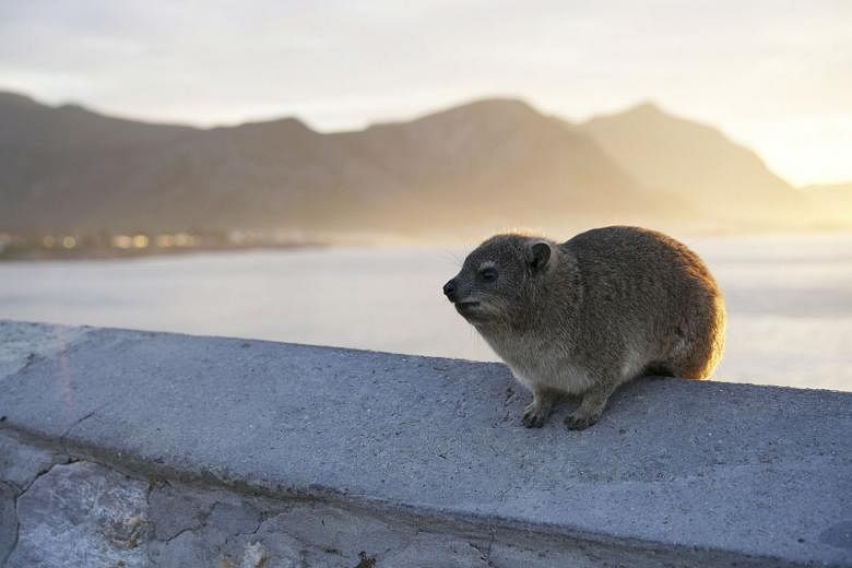 A rock hyrax in South Africa. Though the rock hyrax does not have descending testicles, it does have the two inactive genes that are specifically associated with testicular descent.