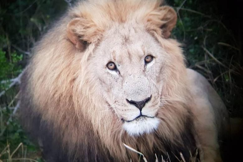 Suspected rhinoceros poachers killed by pride of lions in South African