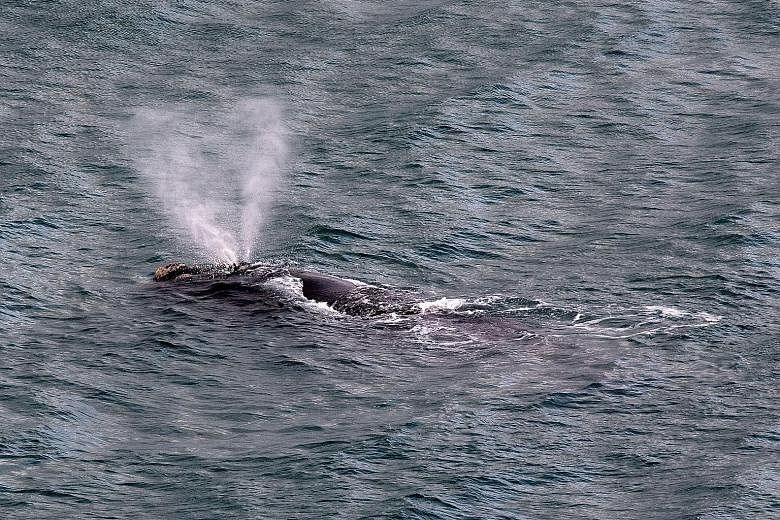 A rare visiting whale in Wellington Harbour has won hearts in the New Zealand capital but forced officials to cancel the city's annual fireworks display. The southern right whale appeared in the harbour on Wednesday and has delighted onlookers as it 