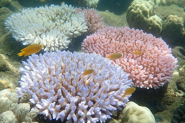 The Great Barrier Reef suffered a massive die-off of coral caused by extreme ocean temperatures in 2016 and 2017.