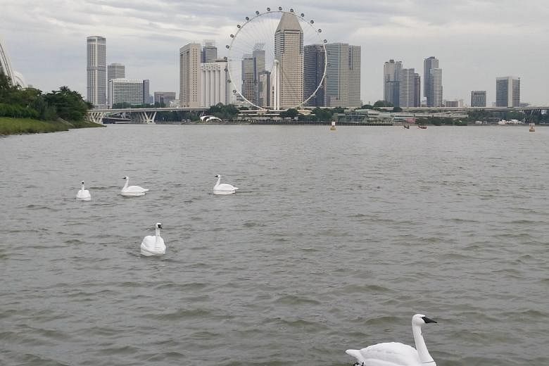 The remote-controlled robot swans are equipped with cameras, probes and sensors, and can be deployed to analyse water samples and take photos of events above the water.