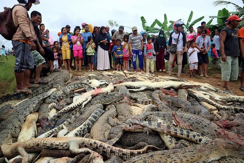 Angry residents in the Indonesian province of West Papua slaughtered hundreds of crocodiles at a farm last Saturday following the death of a man attacked by one of the reptiles earlier. The man had entered an enclosure at the crocodile farm while loo