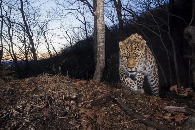 Scientists estimate that there are only 84 highly endangered Amur leopards remaining in the wild across their current range in Russia and China. This new figure was reported in the journal Conservation Letters by scientists from China, Russia and the