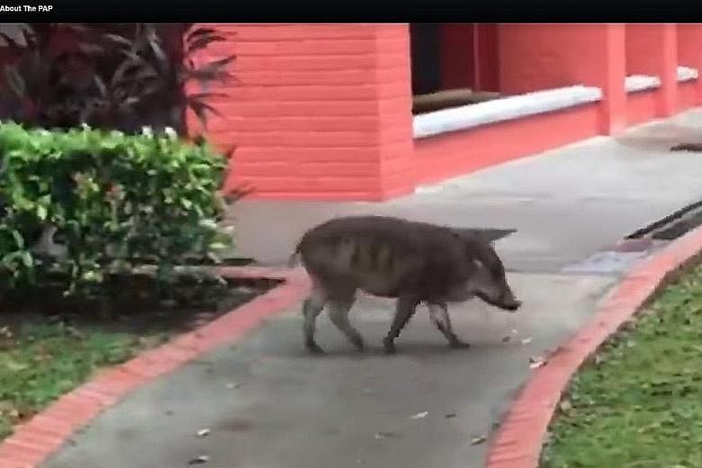The wild boar is seen in the video sniffing around before it eventually leaves for a forested area.