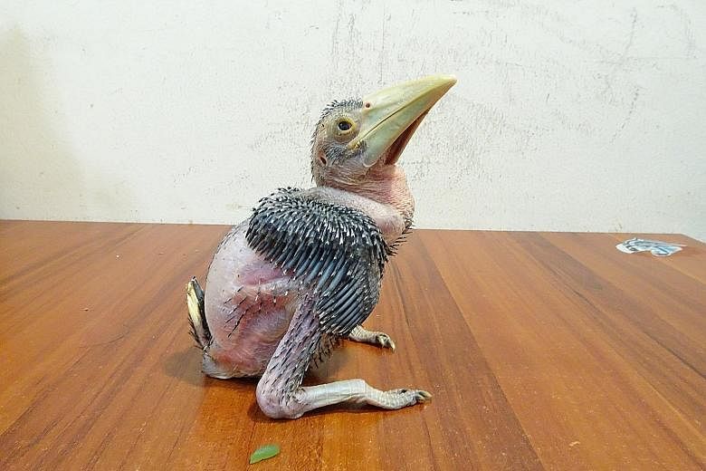 The live black hornbill chick was rescued from two men who had tried to smuggle it in a paper bag across the Causeway into Singapore.