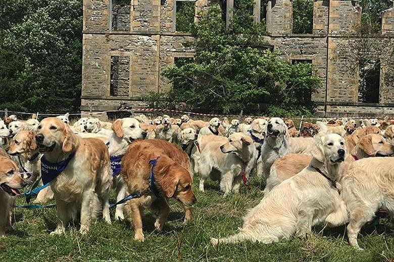 361 golden retrievers gather in Scottish village to mark dog breed's 150th  anniversary | The Straits Times