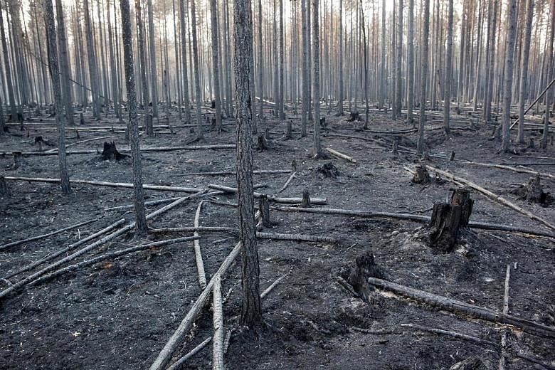 A forest around Angra, Sweden's Ljusdal municipality, after a major wild fire.