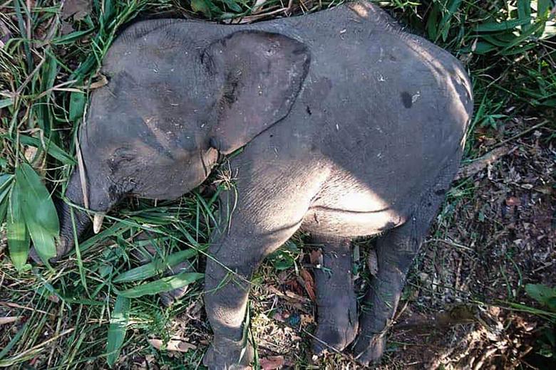 Endangered pygmy elephant shot dead on Borneo The Straits Times