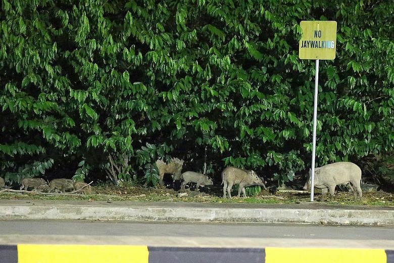 Wild boars were spotted around Tuas bus interchange in June last year. Such encounters between humans and wildlife are rising.
