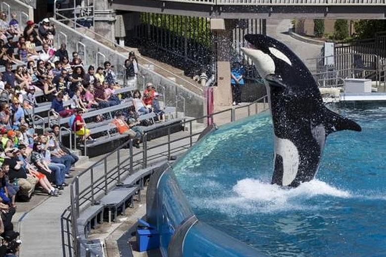 An orca performing at the SeaWorld park in California.