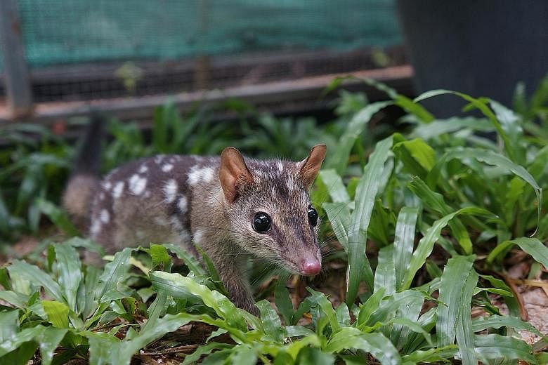 Quolls were dying from eating poisonous toads. To save them, scientists released those without a taste for toads into quoll populations so that their offspring will stop eating toads.