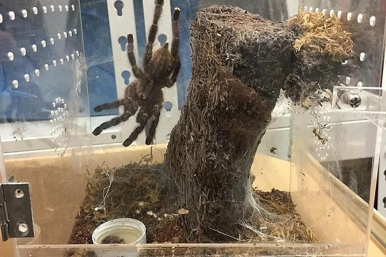 Clockwise from far left: One of the 92 tarantulas found in Tam Jiaming's home; another live tarantula that was found in his possession; six tarantulas found in a sling bag when an Immigration and Checkpoints Authority officer conducted checks as Tam 