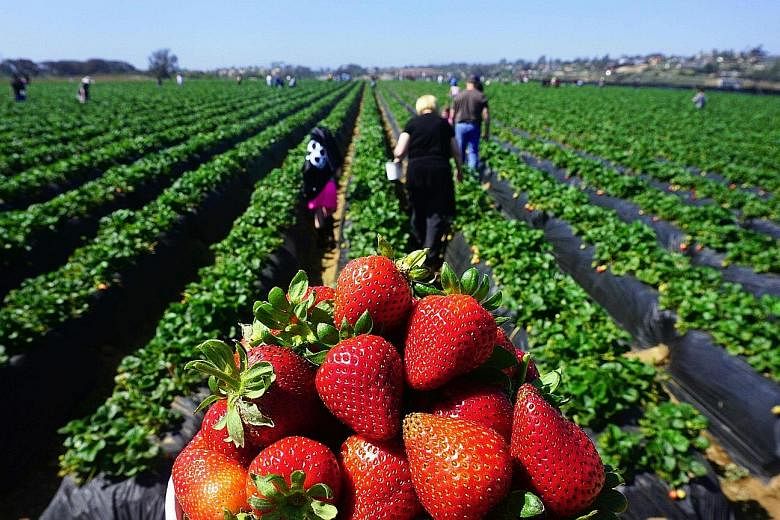 People heading out to pick strawberries in California. The new tariffs threatened by China cover 5,207 goods imported from the United States.