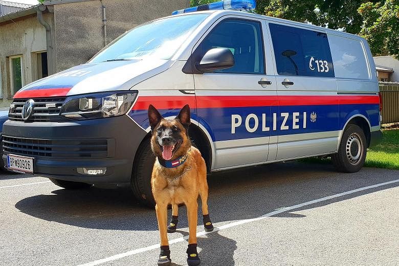 In Vienna, police dogs due to patrol a beach volleyball tournament were fitted with special shoes. Police said that even if temperatures were not excruciatingly hot, reaching just 34 deg C yesterday, the dogs would have to spend hours walking on surf