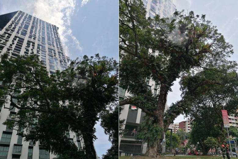 Tree catches fire outside PinnacleDuxton The Straits Times