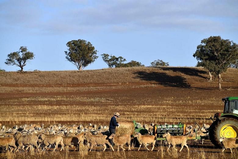 Farmer Clive Barton feeding his sheep a bale of hay as the land is too dry for grass to grow in the drought-hit area of Duri in New South Wales. Others have been forced to shoot starving cattle.