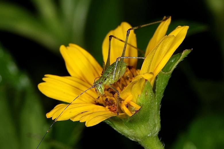 A Phaneroptera brevis katydid visiting the flower of the water Mimosa Neptunia plena. A Tagasta marginella grasshopper on a morning glory flower. Doctoral student Tan Ming Kai's research is important as the findings help farmers distinguish potential
