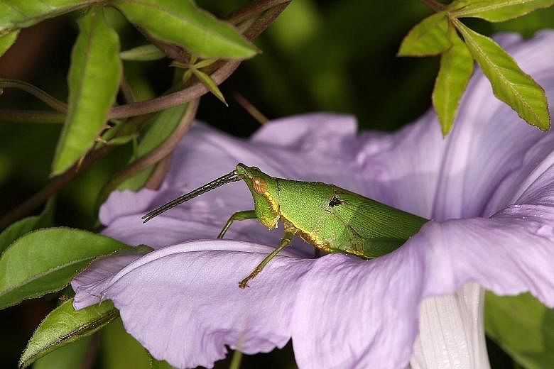 A Phaneroptera brevis katydid visiting the flower of the water Mimosa Neptunia plena. A Tagasta marginella grasshopper on a morning glory flower. Doctoral student Tan Ming Kai's research is important as the findings help farmers distinguish potential