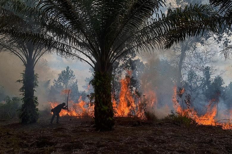 A man trying to extinguish a fire at an oil palm plantation in Pekanbaru on Tuesday. Most of the land fires were started by locals using the slash-and-burn method to clear their land.