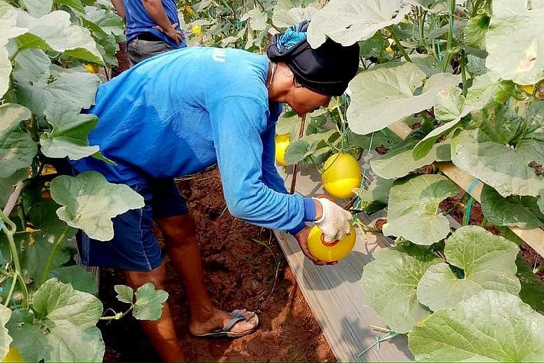 A farmer harvesting melons. Several start-ups, including TaniHub and Limakilo, have introduced their e-commerce platforms to connect farmers and buyers such as supermarket chains and consumers. They help cut a complicated and lengthy supply chain and