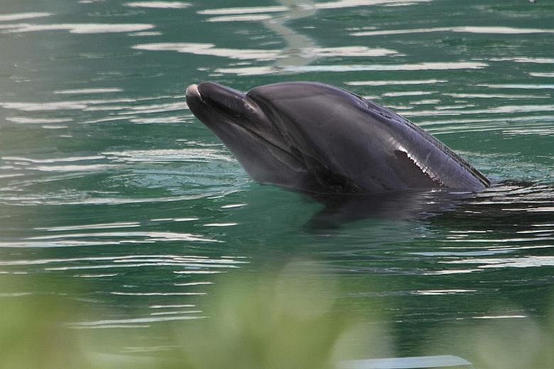 Honey, a bottlenose dolphin, and dozens of penguins, fish and reptiles have been abandoned in a shuttered Chiba aquarium since January.