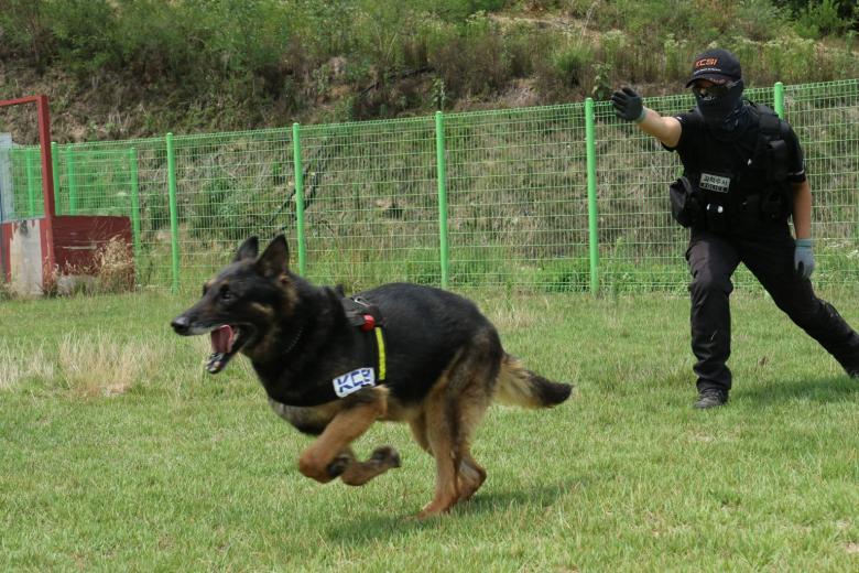 South Korean police to honour dog killed in the line of duty by snake ...