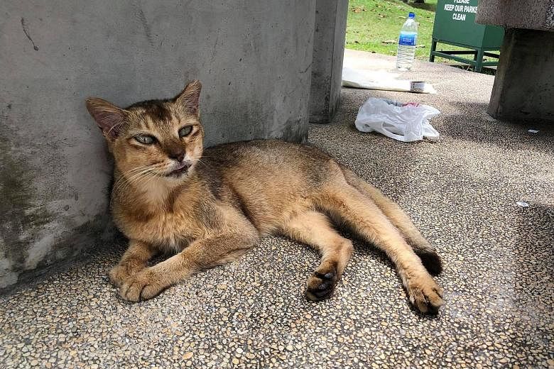 One of the four cats, said to be among 18 felines removed from St John's Island, found near Sembawang beach yesterday. The other 14 are unaccounted for.