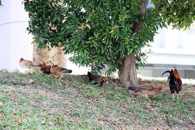 Some of the remaining chickens in the neighbourhood garden in Tampines Street 21. Some residents were concerned by the dwindling number of the fowl after the town council removed some, but the town council said it was acting on increased complaints a