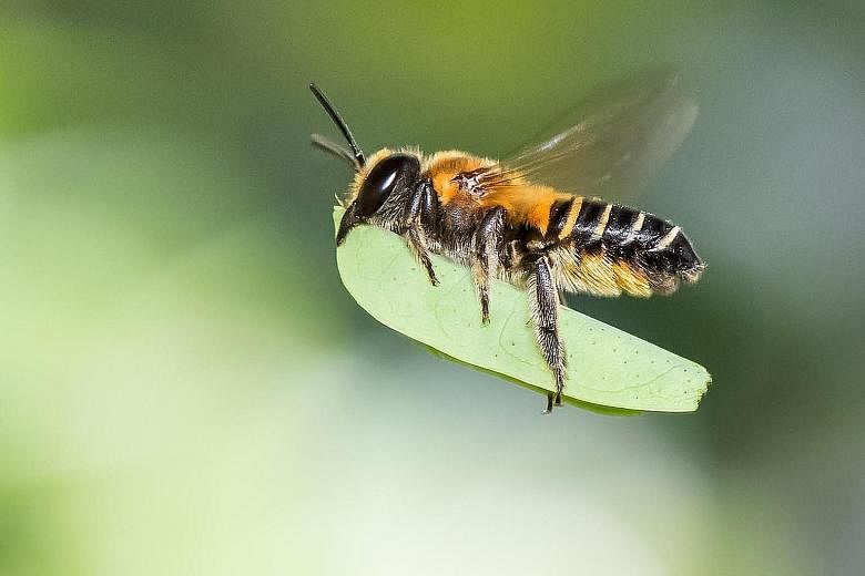 The pearly-banded bee (Nomia strigata) is a 1cm-long solitary insect that nests in the soil. It is a buzz pollinator and likely the key pollinator of chillies, tomatoes and brinjals in community gardens. Its favourite plant, however, is the Singapore
