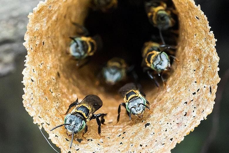 The fiery resin bee was first sighted in Singapore's forests in 2012. The gold-margined stingless bees are native pollinators found on islands such as Pulau Ubin. The cerulean carpenter bee has a dense coat of blue hair and has been featured on a Sin