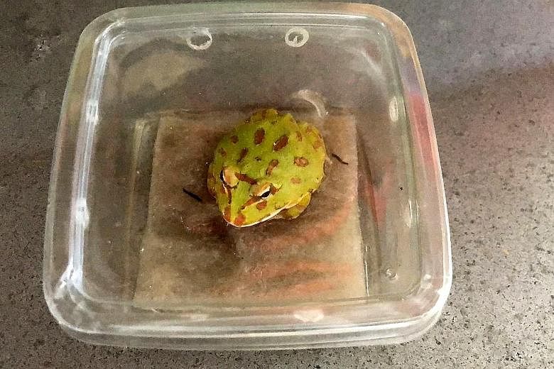 Four false map turtles (left), a slow loris (above) and an ornate pacman frog (right) were rescued by the Agri-Food and Veterinary Authority, which said the animals have been handed to Wildlife Reserves Singapore for rehoming.