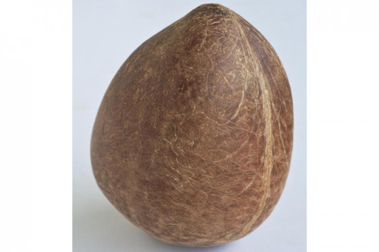 India hits back at Harvard prof who called coconut oil 'pure poison