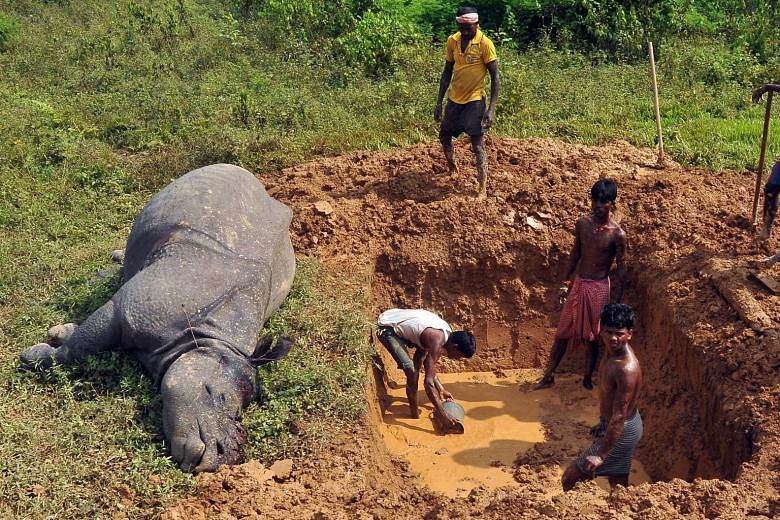 A rhinoceros killed at a tea estate near Kaziranga area in Assam. The Indian state is home to the world's largest population of the endangered one-horned rhinoceros.