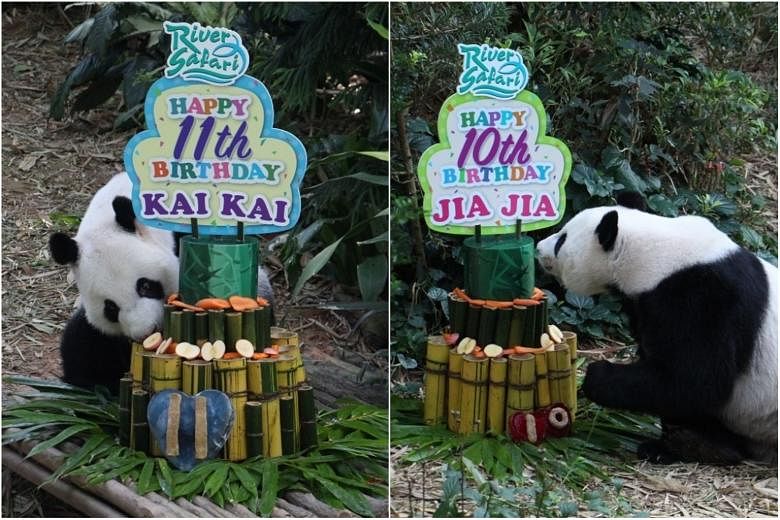 River Safari panda pair Kai Kai and Jia Jia celebrate birthdays with ...