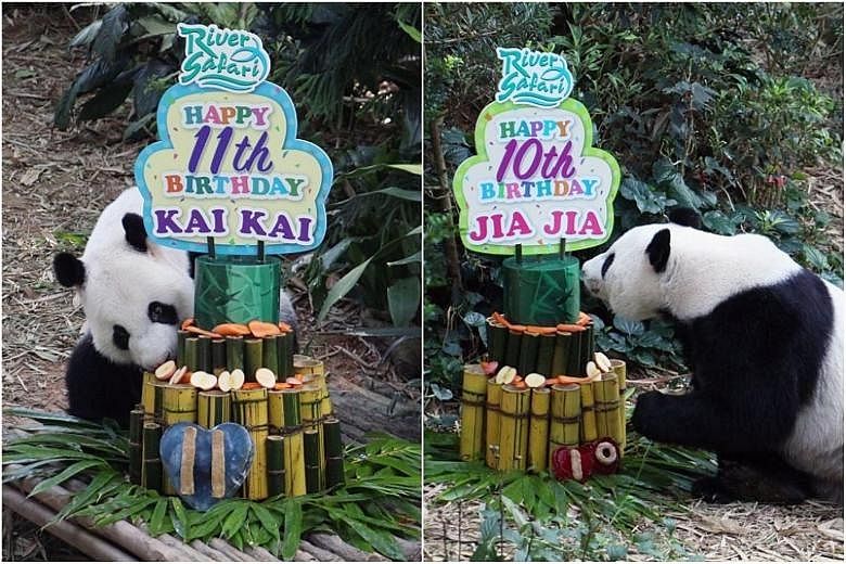 Bamboo, apples and carrots are not your usual ingredients for a birthday cake. They were, however, the perfect birthday surprise for River Safari's famous panda couple Kai Kai and Jia Jia, as the pair entered the Giant Forest enclosure yesterday morn