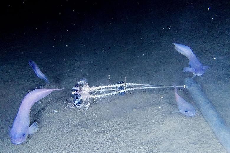 Above: A University of Newcastle photo shows a rendering of the bone structure of the new species of Atacama snailfish. Left: Researchers used state-of-the-art underwater cameras to find the new fish at the bottom of the Atacama Trench at a depth of 