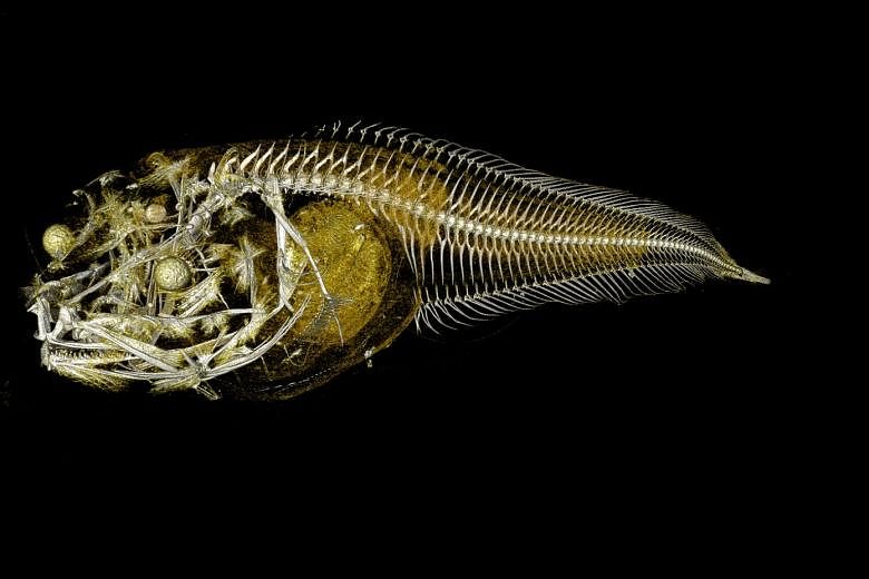 Above: A University of Newcastle photo shows a rendering of the bone structure of the new species of Atacama snailfish. Left: Researchers used state-of-the-art underwater cameras to find the new fish at the bottom of the Atacama Trench at a depth of 