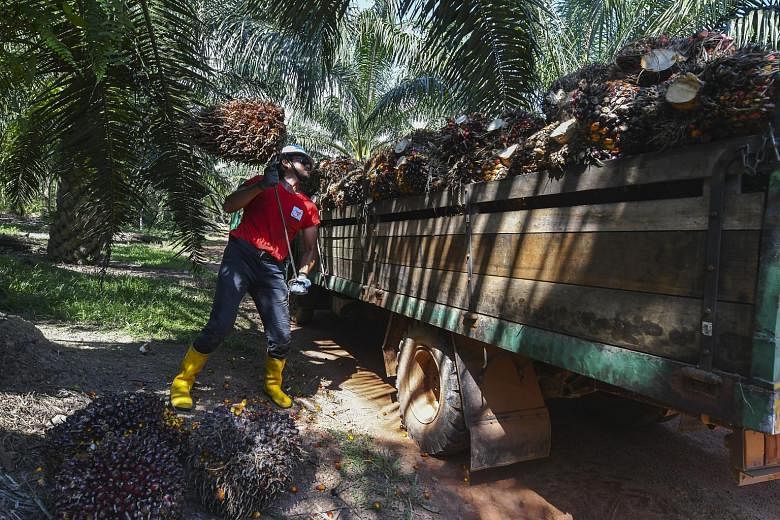 A farmer at his oil palm plantation at Felda Palong 5. Analysts noted that Umno's strength in the Felda heartland has been eroding in the last three polls, and that it will be tough for the party to win back the Felda-linked constituencies it lost in