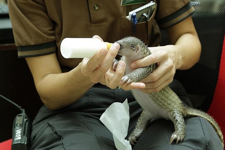 Sandshrew (above), named after a Pokemon character, is a Sunda pangolin - a critically endangered species and one of the world's most widely trafficked animals. The pangolin was bottle-fed with a milk replacement formula in the early months of his li