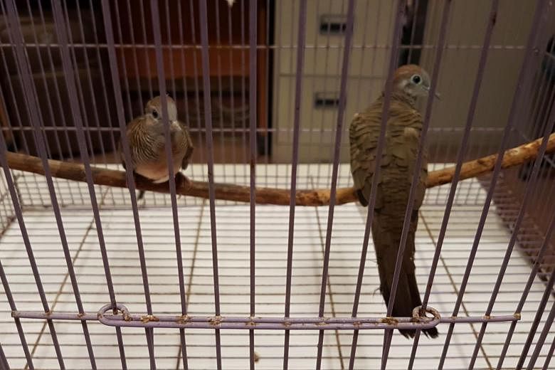 Man jailed six weeks for illegal import of two birds and animal cruelty |  The Straits Times