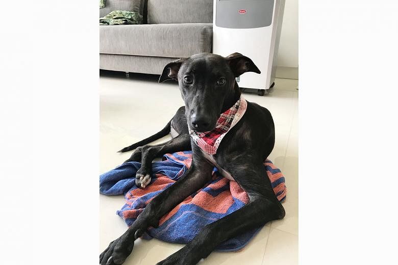 Former stray dog Kodi has been rehomed as part of the project in Sembawang. Yuzu, a former stray dog, is looking for a permanent home, after it was caught and neutered as part of a localised Trap-Neuter-Release-Manage programme in Sembawang.